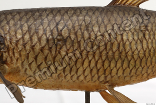 Common chub Squalius cephalus back belly body scales 0001.jpg